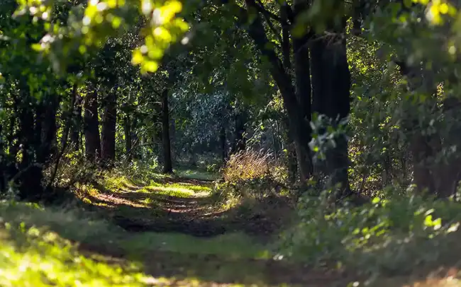 Działki nad morzem - Cichy Brzeg w Nowęcinie koło Łeby