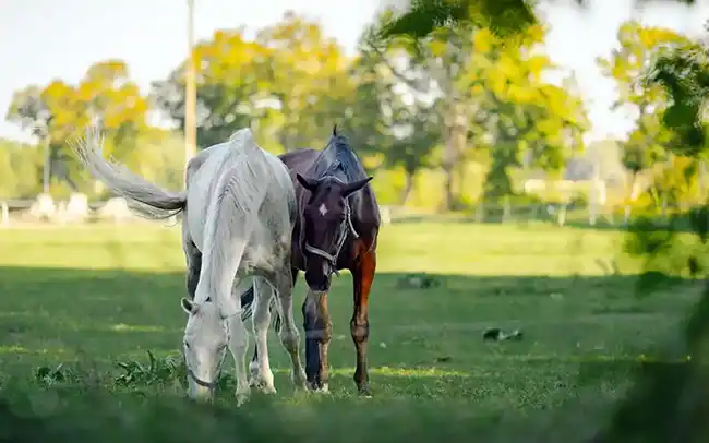 Działki nad morzem - Cichy Brzeg w Nowęcinie koło Łeby