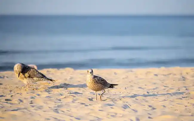 Działki nad morzem - Cichy Brzeg w Nowęcinie koło Łeby