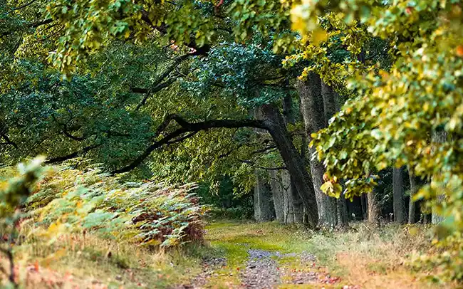 Działki nad morzem - Cichy Brzeg w Nowęcinie koło Łeby