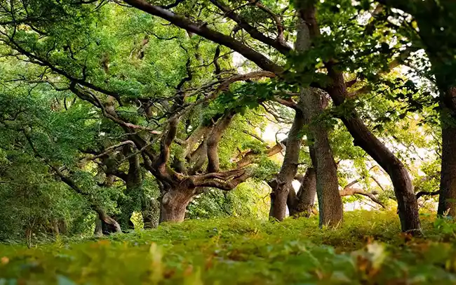 Działki nad morzem - Cichy Brzeg w Nowęcinie koło Łeby